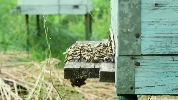 Honey Beekeeping Product Bees Fly Out Fly Entrance Wooden Vintage — Stock Video