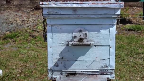 Honey Beekeeping Product Bees Fly Out Fly Entrance Wooden Vintage — Stock Video