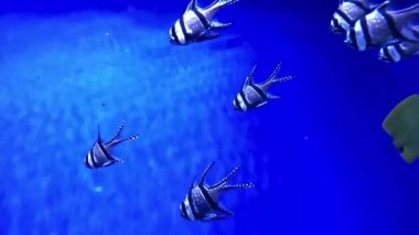 Egzotik tropikal Melek Balığı, Pterophyllum Scalare ağaç dallarıyla akvaryumun mavi sularında yüzer. Pterophyllum scalare, Pterophyllum 'un en yaygın olarak esir tutulan türüdür. Akvaryum balığı.