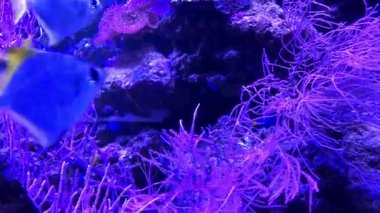 Altın Pterophyllum skalerleri deniz tabanı ve resifin üzerinde su altında yüzerler. Egzotik tropik Melek Balığı. Akvaryum balığı. Tüplü dalış.