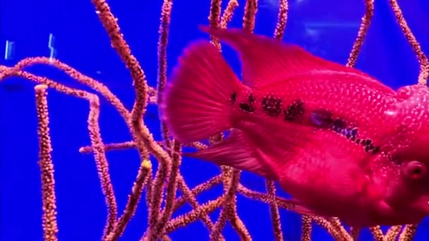 Blumenhornfische Vor Dem Hintergrund Von Korallen Aquarium Buntbarsch Buntbarsch Schwimmt — Stockvideo