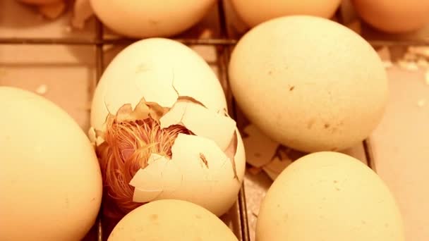 Little Hatching Chick Paying Its Last Efforts Get Out Egg — Stock Video