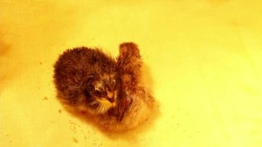 Farklı renkte iki yeni doğmuş tavuk bir kuluçka makinesini bir araya getirdi. Kümes hayvanları ve tavuk yetiştiriciliği. Tavuklara aşı.