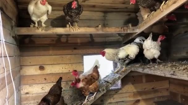 Hühner Hühnerstall Hühner Steigen Vom Barsch Herab Eine Gruppe Hühner — Stockvideo