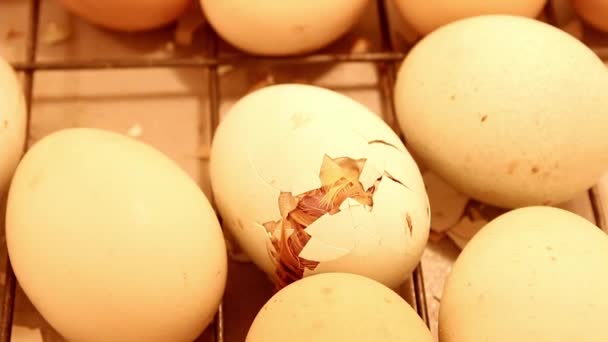 Yumurtadan Çıkan Küçük Civciv Kuluçka Makinesinde Yumurtadan Çıkmak Için Son — Stok video