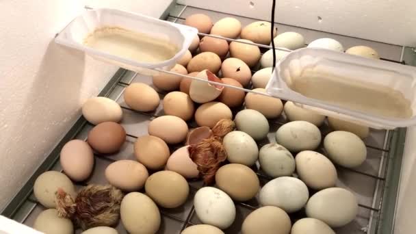 Νεογνό Κοτοπουλάκι Βγαίνει Από Ένα Αυγό Στην Θερμοκοιτίδα Αυγά Κοτόπουλου — Αρχείο Βίντεο