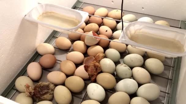 Una Neonata Che Esce Uovo Nell Incubatrice Uova Pollo Incubatrice — Video Stock