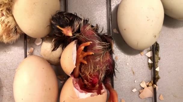 新生児の雛が保育器の卵から出てくる アヒル ガチョウの結論のためのインキュベーター内の鶏の卵 — ストック動画