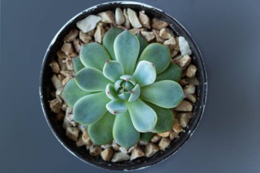 Beyaz gri arka planda dekoratif bir tencerede Echeveria. Echeveria imbricata ya da Blue Rose Echeveria 'yı kapatın, Succulent' in etrafında kahverengi bir taş var, Kaktüs Kaktüsü, Kaktaceae
