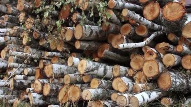 Çimlerin üzerinde bir huş ağacı yığını var. Yığınla odun kestim. Şömine için kütük yığını