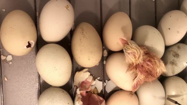 新生児の雛が保育器の卵から出てくる アヒルやガチョウの結論のためのインキュベーター内の鶏の卵 垂直ビデオ — ストック動画