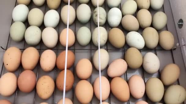 Los Huevos Pollo Dan Vuelta Una Incubadora Incubadora Para Conclusión — Vídeo de stock