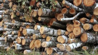 Çimlerin üzerinde bir huş ağacı yığını var. Yığınla odun kestim. Şömine için kütük yığını