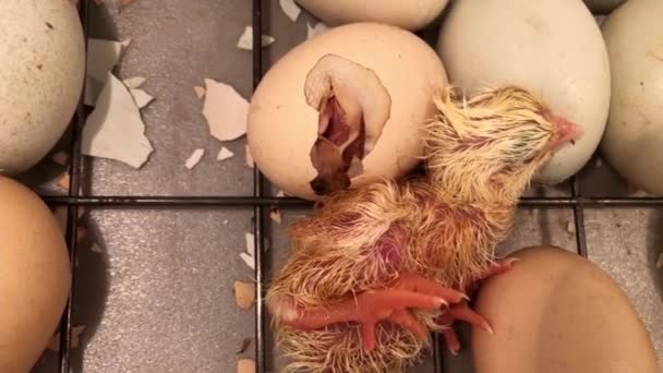 Niña Recién Nacida Saliendo Huevo Incubadora Huevos Pollo Una Incubadora — Vídeos de Stock