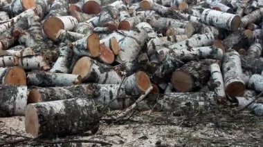 Çimlerin üzerinde bir huş ağacı yığını var. Yığınla odun kestim. Şömine için kütük yığını