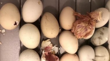 Yeni doğmuş küçük civciv kuluçka makinesindeki yumurtadan çıkıyor. Tavuklar, ördekler ve kazlar için kuluçka makinesinde tavuk yumurtası. Dikey video