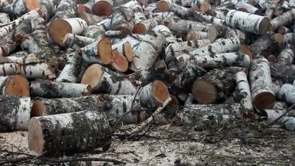 Egy Halom Nyírfa Tűzifa Fekszik Füvön Vágott Tűzifa Egy Kupacba — Stock videók