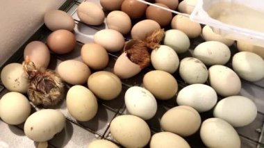 Yeni doğmuş küçük civciv kuluçka makinesindeki yumurtadan çıkıyor. Tavuklar, ördekler ve kazlar için kuluçka makinesinde tavuk yumurtası.