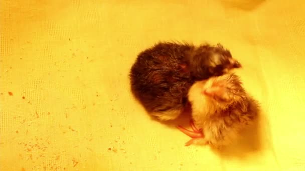 Due Piccoli Polli Appena Nati Colore Diverso Sono Riuniti Incubatore — Video Stock