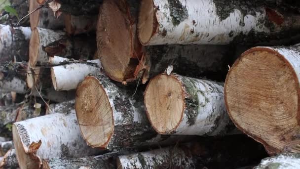 Tas Bois Chauffage Bouleau Trouve Sur Herbe Bois Chauffage Coupé — Video