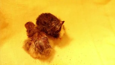 Farklı renkte iki yeni doğmuş tavuk bir kuluçka makinesini bir araya getirdi. Kümes hayvanları ve tavuk yetiştiriciliği. Tavuklara aşı.