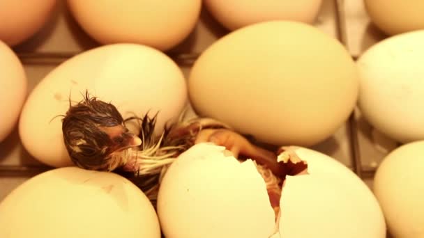 Niña Recién Nacida Saliendo Huevo Incubadora Huevos Pollo Una Incubadora — Vídeos de Stock