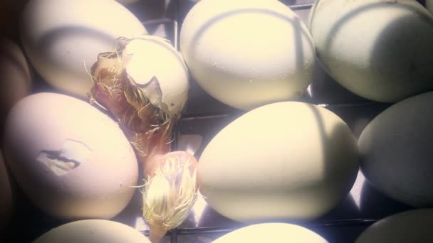 Niña Recién Nacida Saliendo Huevo Incubadora Huevos Pollo Una Incubadora — Vídeos de Stock