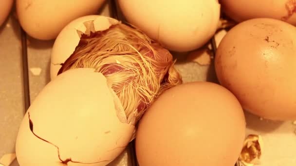 Little Hatching Chick Paying Its Last Efforts Get Out Egg — Stock Video