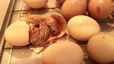 Yumurtadan çıkan küçük civciv kuluçka makinesinde yumurtadan çıkmak için son çabasını harcıyor. Bir tavuğun doğumu.