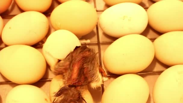 Neugeborenes Kleines Küken Aus Einem Brutkasten Hühnereier Brutkasten Für Hühner — Stockvideo