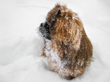 Kırmızı Pekinler karda oturur. Kışın karlı bir parkta yürüyüşe çıkmış bir hayvan..