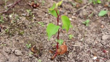 Çekirdekten çıkan genç kayısı ağacı. Kayısı filizi yetiştiriyorum. Topraktan filizlenen kayısı ağacının çekirdeği ve kökü rüzgarla savruluyor. Yaklaş.