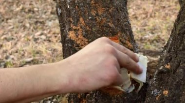 Adamın eli ağaçtaki kesiği özel bir çözeltiyle yağlıyor. İlkbaharda budandıktan sonra ağaçların işlenmesi
