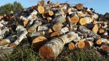 Çimlerin üzerinde bir huş ağacı yığını var. Yığınla odun kestim. Şömine için kütük yığını