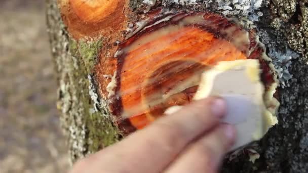 Adamın Eli Ağaçtaki Kesiği Özel Bir Çözeltiyle Yağlıyor Lkbaharda Budandıktan — Stok video