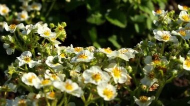 Beyaz çiçekli ve yeşil yapraklı birçok güzel çilek çalıları baharda dışarıda toprakta yetişir. Arılar beyaz çilek çiçeklerinin üzerinden uçar ve onları tozlaştırır.