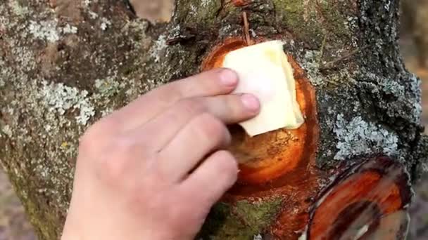 Mano Dell Uomo Lubrifica Taglio Sull Albero Con Una Soluzione — Video Stock