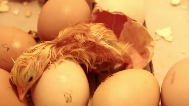 Nowonarodzone Pisklę Wychodzące Jaja Inkubatorze Jaja Kurze Inkubatorze Zawierania Kurcząt — Wideo stockowe
