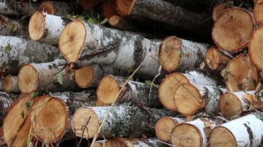 Çimlerin üzerinde bir huş ağacı yığını var. Yığınla odun kestim. Şömine için kütük yığını