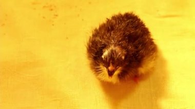 Yeni doğmuş küçük bir tavuk bir kuluçka makinesi. Kümes hayvanları ve tavuk yetiştiriciliği. Tavuklara aşı