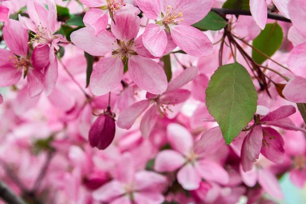 Ветка Яблони Розовыми Цветами Цветущая Яблоня Весной Цветущее Яблоко Мягким — стоковое фото