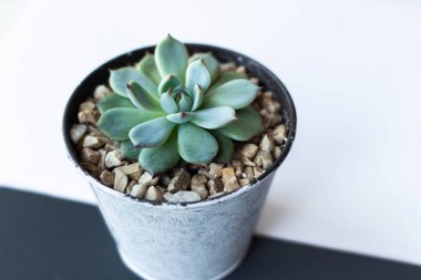 Beyaz gri arka planda dekoratif bir tencerede Echeveria. Echeveria imbricata ya da Blue Rose Echeveria 'yı kapatın, Succulent' in etrafında kahverengi bir taş var, Kaktüs Kaktüsü, Kaktaceae
