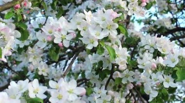 Açılmamış pembe tomurcuklu beyaz çiçekler baharda elma ağacı dallarını süslüyor. Çiçekli elma dalı. Elma çiçeği.