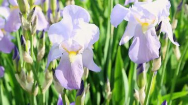 Sakallı iris çiçekleri çayır otlarının yeşil arka planında. Hafif meltemde titreyen çiçekler. İris germanica