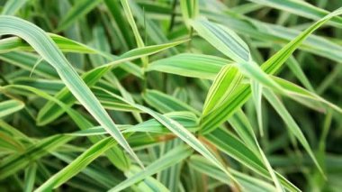 Dekoratif setin arka planı. Çizgili yeşil çimenli Sedge. Dekoratif uzun otlar, yeşil ve beyaz çizgili yapraklar.