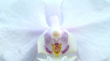 Çiçeğin ortasında pembe bir çiçek olan güzel beyaz orkide çiçeği makro çekiminde. Phalaenopsis, Güve Orkidesi. Beyaz orkide çiçekli arkaplan