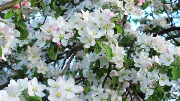 Flores Blancas Florecen Con Brotes Rosados Sin Abrir Adornan Ramas — Vídeos de Stock