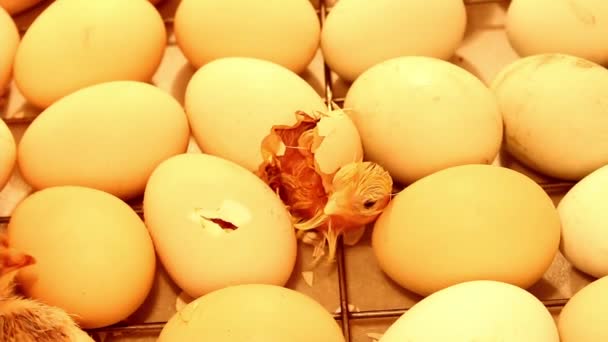 正在孵化器里孵蛋的小小鸡付出了最后的努力 小鸡的出生 — 图库视频影像