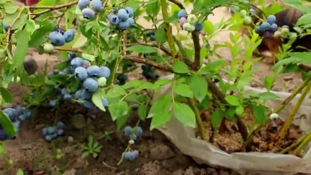 Verse Rijpe Sappige Blauwe Bosbes Natuurlijke Gezonde Bes Concept Oogst — Stockvideo