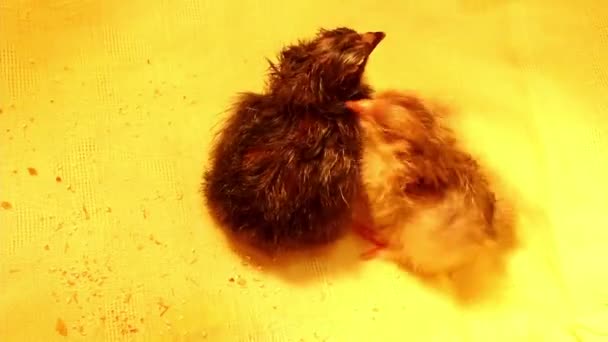 Due Piccoli Polli Appena Nati Colore Diverso Sono Riuniti Incubatore — Video Stock